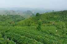 Qixianfeng Tea Plantation Tour in Yangshuo