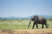 Nyerere National Parks : 4-Day Safari Adventure