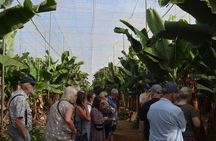 Tour Visiting banana plantation and winery in Tenerife