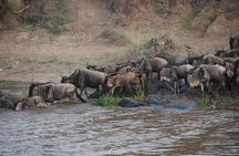 3 Days Masai Mara Group Joining Safari 