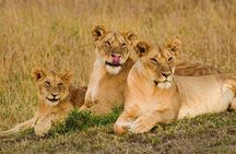 3 Days Masai Mara Group Joining Safari 