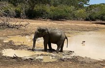 Five Day Best of Sri Lanka Tour