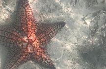 Saona Island Premium Discovery Tour from Punta Cana or Bayahíbe