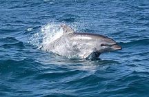 Catamaran tour stops bathing and snorkeling toast with prosecco