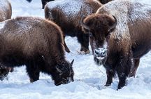 Full Day Wildlife Photography Tour In Yellowstone National Park