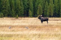 Full Day Wildlife Photography Tour In Yellowstone National Park