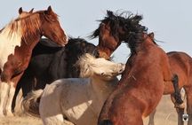 Red Canyon Wild Mustang Tour