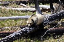  Private Yellowstone Wildlife and Photo Tours West Yellowstone 