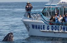  Private tour: Port Stephens, departing Newcastle - Whales!