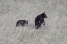Calgary to the Rocky Mountains Private Day Tour