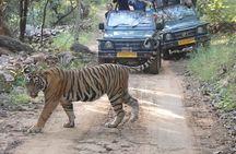 Ranthambore Tiger Safari Private Same Day Trip from Jaipur