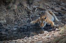 Ranthambore Tiger Safari Private Same Day Trip from Jaipur