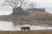 Ranthambore Tiger Safari Private Same Day Trip from Jaipur
