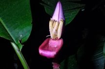 Private Night Observation Hike