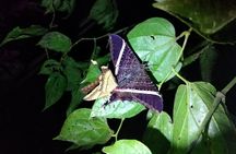 Private Night Observation Hike
