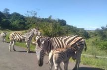 Hluhluwe Imfolozi Park Day Safari