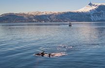 Alta Fjord Whale Watching on a Heated Boat