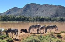 Big 5 Aquila Safari Full Day Tour and Lunch