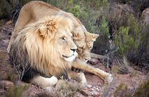 Full Day Big Five Safari with Lunch and Wine Tasting Experience