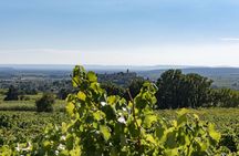 EXPLORATION - Visit of the estate, the cellars & tasting