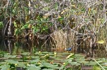 Everglades Eco Airboat Tour with Private Luxury Transportation