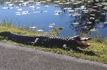 Everglades Small-Group Airboat Adventure with Transport