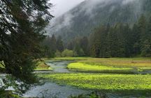 Alaska Bears and Silver Bay Homestead