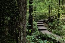 Guided Rainforest & Suspension Bridge Private Hike