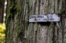 Guided Rainforest & Suspension Bridge Private Hike