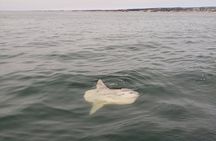 Monterey Private 3 - 4 Hour Whale Watching Cruise