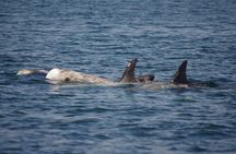 Monterey Private 3 - 4 Hour Whale Watching Cruise