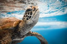 Private Rarotonga Turtle Tour