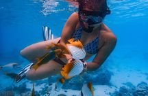 Private Rarotonga Turtle Tour