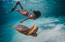 Private Rarotonga Turtle Tour