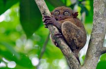 8-Day Private Cebu and Bohol Tour in the Philippines 