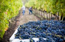 Enjoy the Good Wine and Great Ancestral Food 