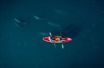 Guided Kayak 2 Hours Activity with Dolphins