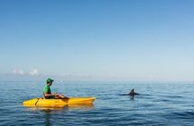 Guided Kayak 2 Hours Activity with Dolphins