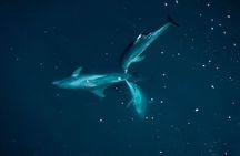Guided Kayak 2 Hours Activity with Dolphins