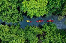 Afternoon Guided Kayak Activity on the Tamarin River
