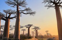 11 Days Private Tour in Madagascar