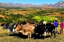 11 Days Private Tour in Madagascar