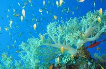 Marsa Mubarak Boat Trip with Dugongs and Turtles in Marsa Alam