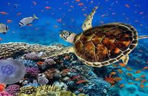 Marsa Mubarak Boat Trip with Dugongs and Turtles in Marsa Alam