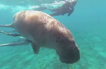 Marsa Mubarak Boat Trip with Dugongs and Turtles in Marsa Alam