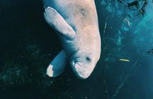 Glass Bottom Kayak Tours of Silver Springs