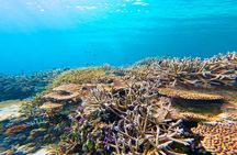 Half Day Amami Japan Boat Snorkeling Adventure