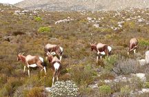 Table Mountain & Cape Point Experience from Cape Town Full Day 