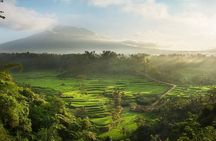 Full Day Tour to Water Temples UNESCO Rice Terraces in Bali