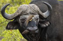 3 Days Explore Zambia Zimbabwe and Chobe Park in Botswana